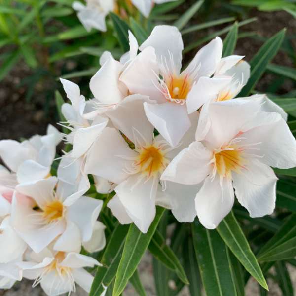 White flowers in Cancún, Mexico
